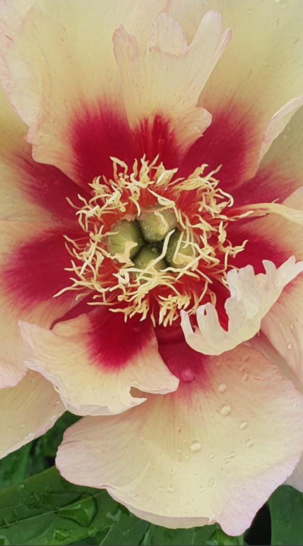 Paeonia 'Callis Memory'