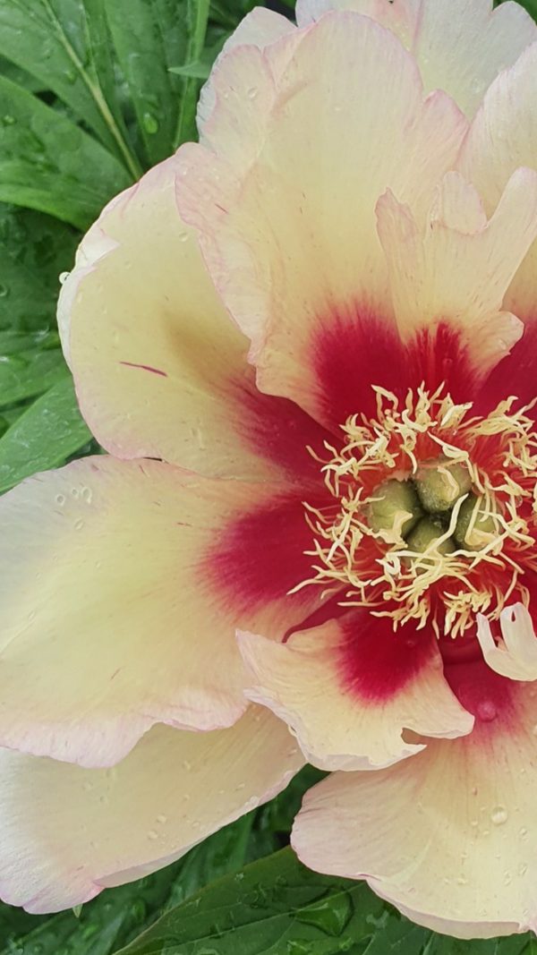 Paeonia 'Callis Memory'