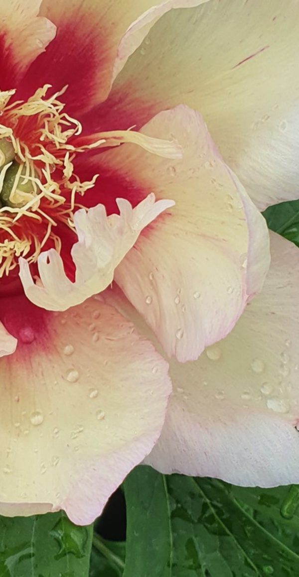 Paeonia 'Callis Memory'