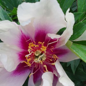Paeonia 'Cora Louise'