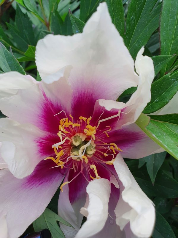 Paeonia 'Cora Louise' (Itoh) Paeonia 'Cora Louise'