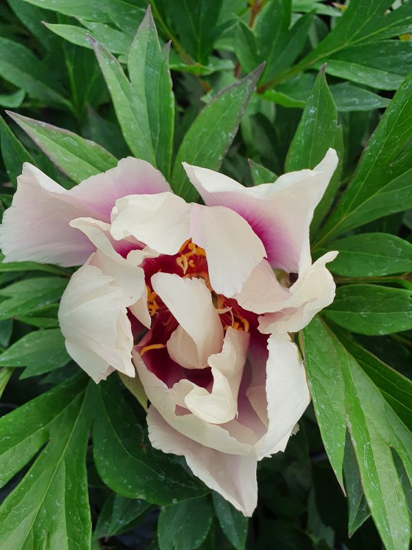 Paeonia 'Cora Louise' (Itoh) 2