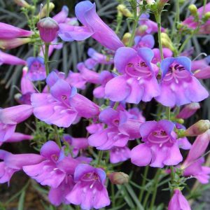 Penstemon 'Margarita Bop'