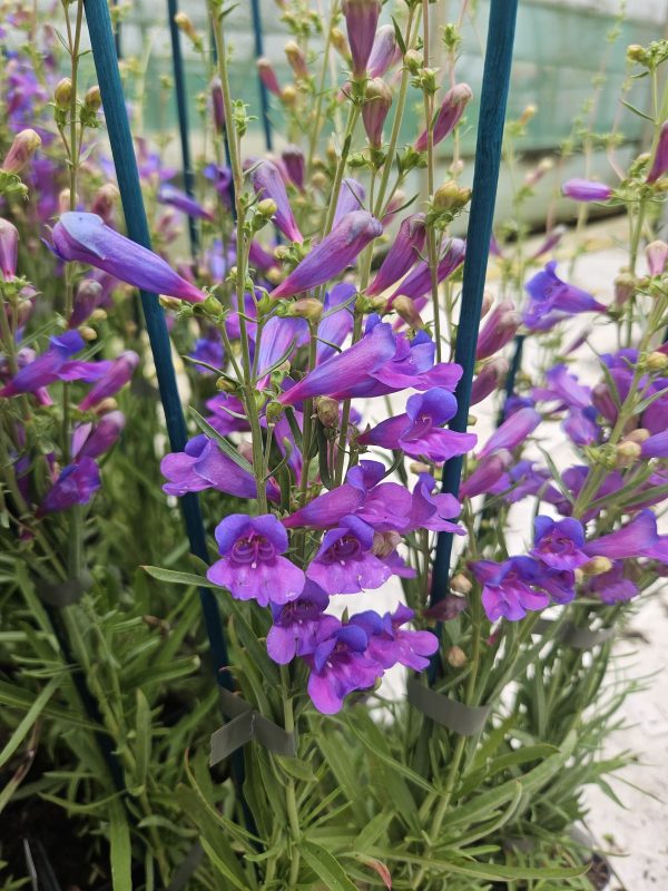 Penstemon 'Margarita Bop'