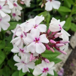 Phlox paniculata Famous 'White Eye'