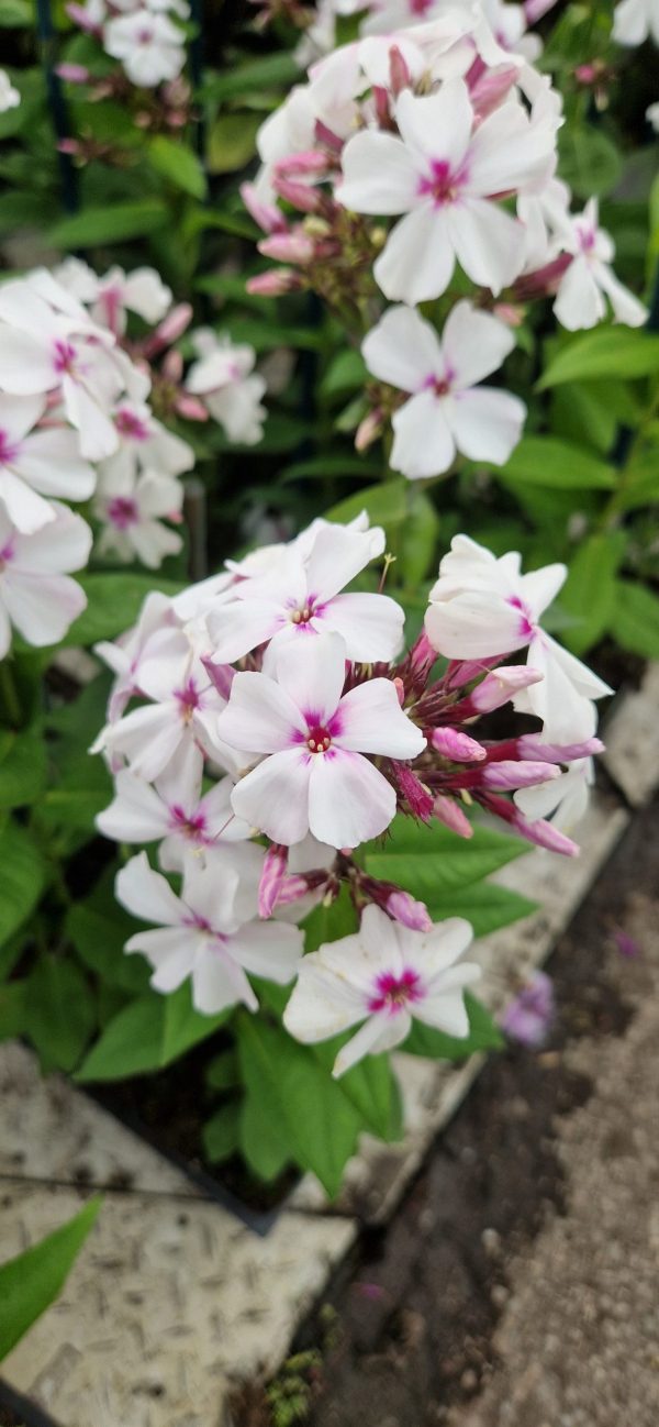 Phlox famous white eye Phlox paniculata Famous 'White Eye'