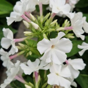 Phlox paniculata Famous 'White'