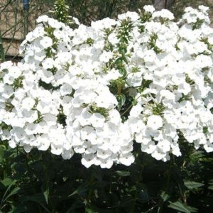 Phlox maculata 'Schneelawine'