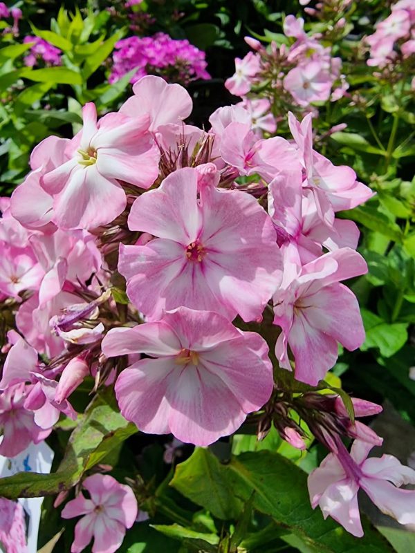 Phlox paniculata Famous 'Pink Eye Improved' Phlox paniculata Famous 'Pink Eye Improved'