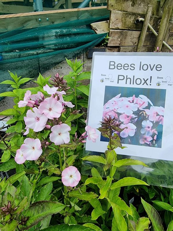 Phlox paniculata Famous 'Pink Eye Improved' 2 Phlox paniculata Famous 'Pink Eye Improved'