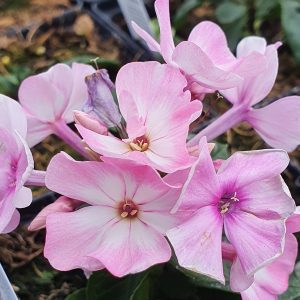 Phlox paniculata Famous 'Pink Eye Improved'