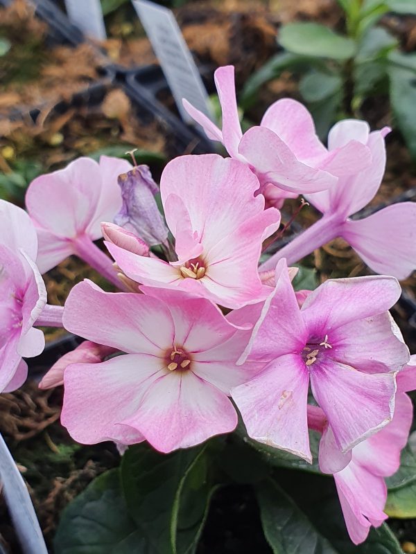 Phlox paniculata Famous 'Pink Eye Improved' Phlox paniculata Famous 'Pink Eye Improved'