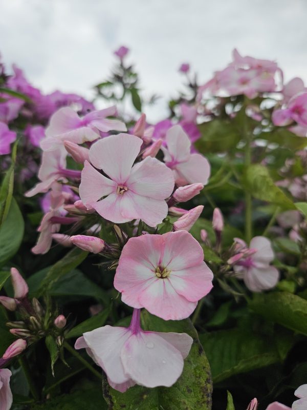 Phlox paniculata Famous 'Pink Eye Improved' Phlox paniculata Famous 'Pink Eye Improved'