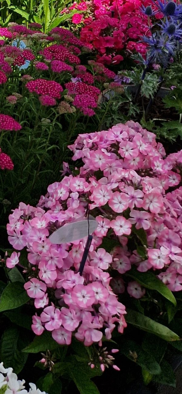 Phlox paniculata Famous 'Pink Eye Improved'2 Phlox paniculata Famous 'Pink Eye Improved'