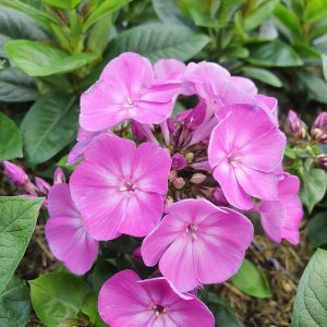Phlox paniculata Famous 'Purple'