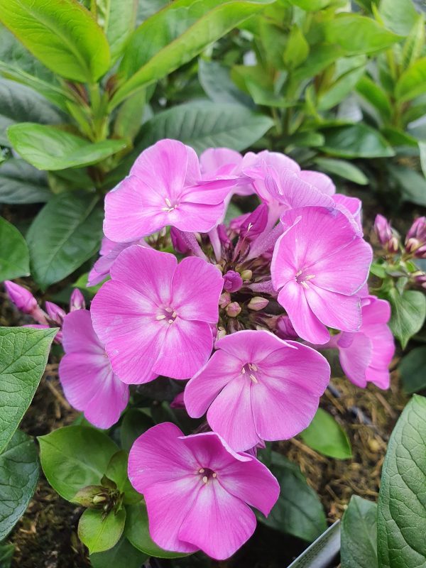 Phlox paniculata Famous 'Purple' Phlox paniculata Famous 'Purple'