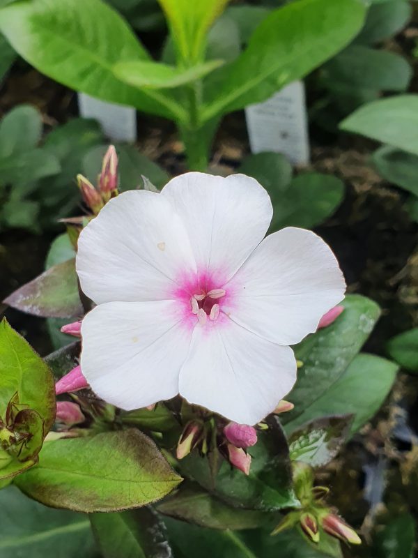 Phlox paniculata Famous 'White Eye'