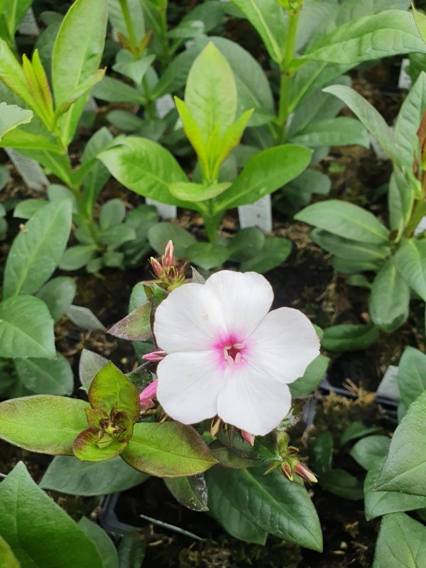 Phlox paniculata Famous 'White Eye' 2