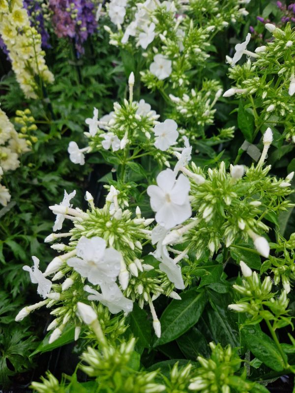 Phlox paniculata Famous 'White' Phlox paniculata Famous 'White'