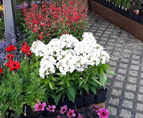 Phlox paniculata Famous 'White'2 Phlox paniculata Famous 'White'