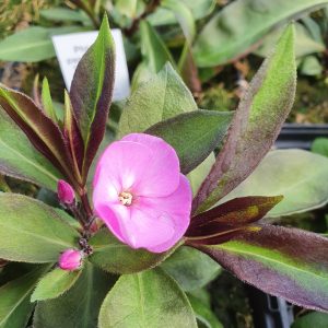 Phlox paniculata 'Ka-Pow Lavender'