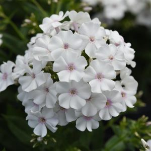 Phlox paniculata 'Super Ka-Pow White'