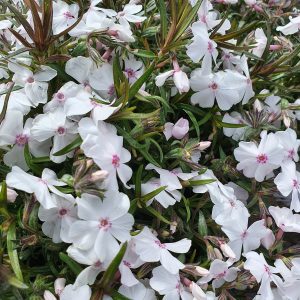 Phlox subulata 'Amazing Grace'