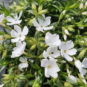 Phlox subulata 'Fabulous White'