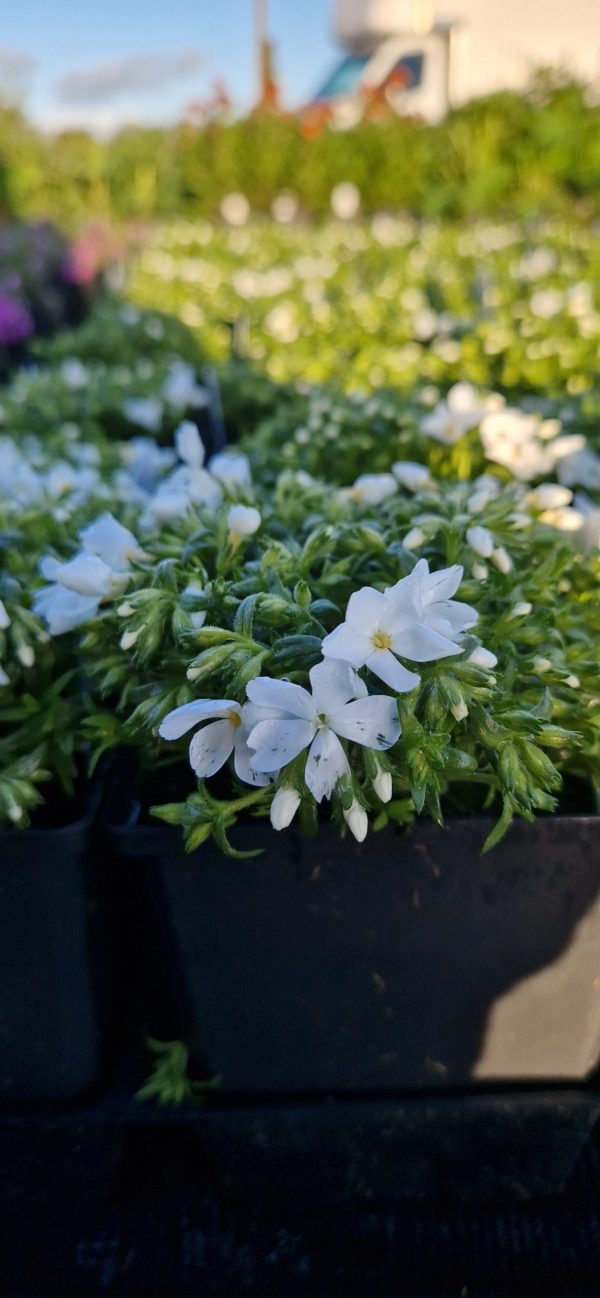 Phlox subulata ‘Fabulous White’2 Phlox subulata ‘Fabulous White’