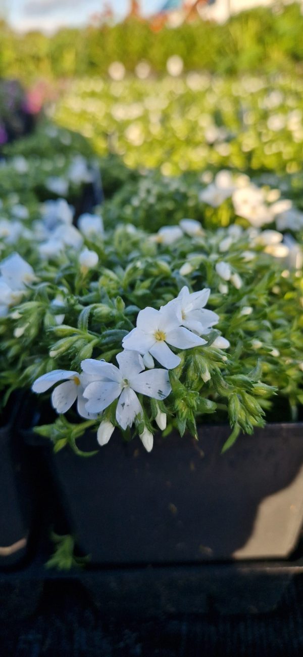 Phlox subulata ‘Fabulous White’3 Phlox subulata ‘Fabulous White’