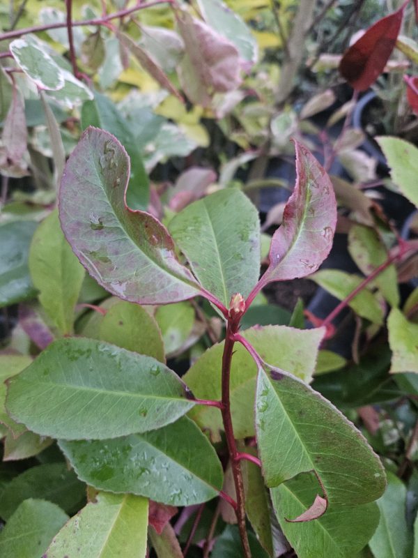 Photinia x fraseri 'Red Robin' Photinia x fraseri 'Red Robin'