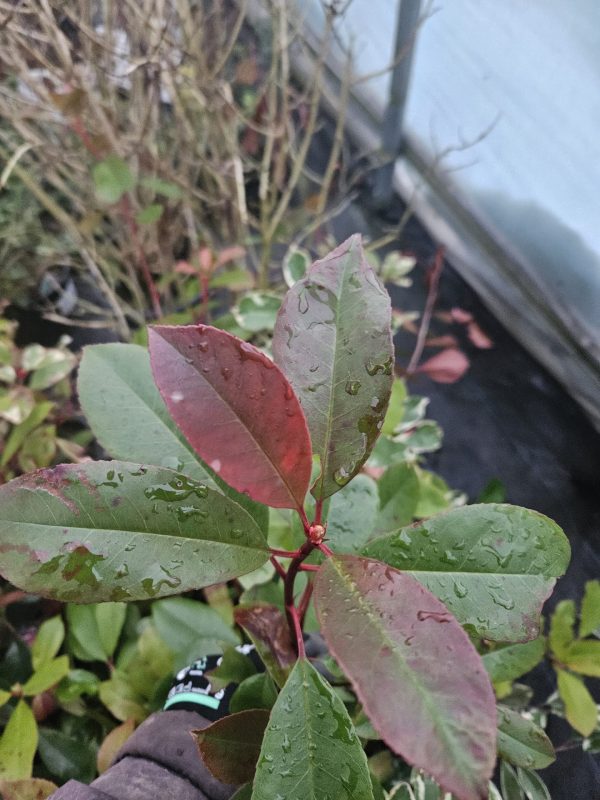 Photinia x fraseri 'Red Robin'2 Photinia x fraseri 'Red Robin'