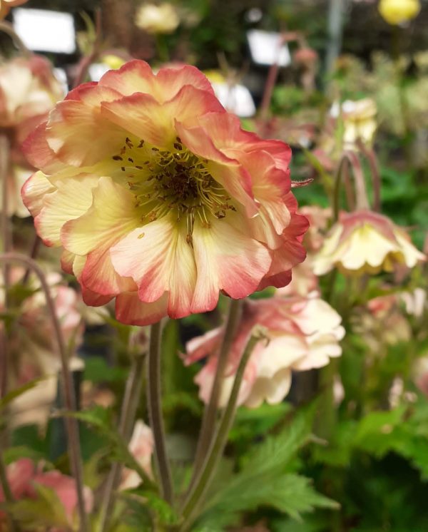 Pretticoats Peach