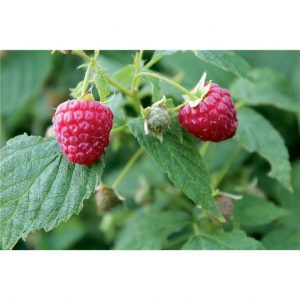 Raspberry 'Summer Lovers Patio Red'