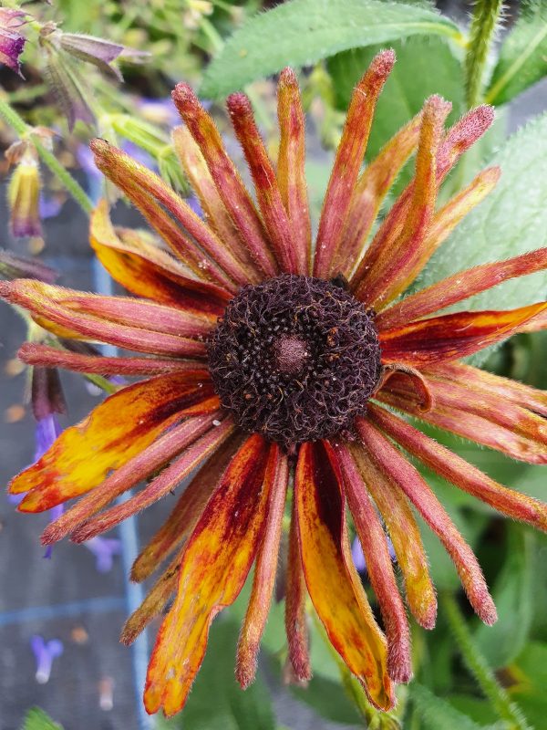 Rudbeckia 'Russet Glow' 2