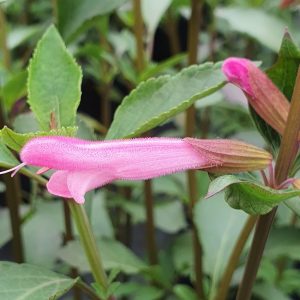 Salvia 'Kisses and Wishes'