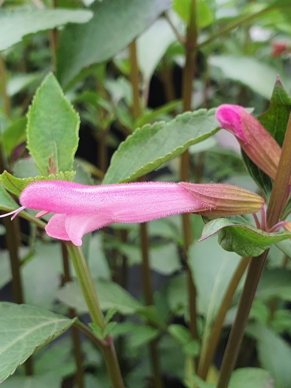 Salvia 'Kisses and Wishes' Salvia 'Kisses and Wishes'