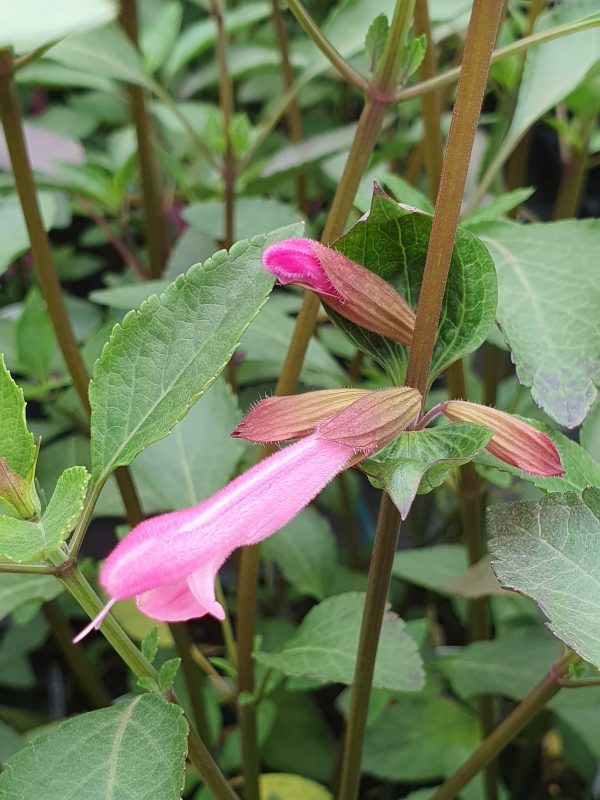 Salvia 'Kisses and Wishes' 2