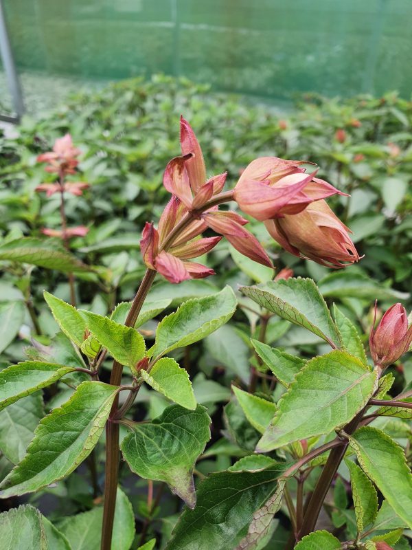 Salvia 'Kisses and Wishes' 3