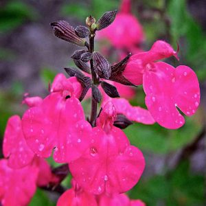 Salvia 'Neon'