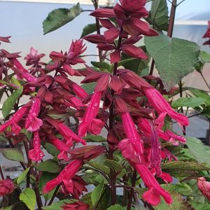 Salvia 'Wendy's Wish'