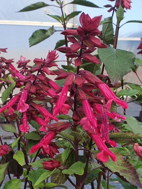 Salvia Wendy's wish Salvia 'Wendy's Wish'