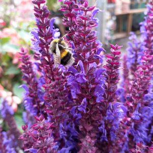 Salvia nemorosa 'Bumble Blue'