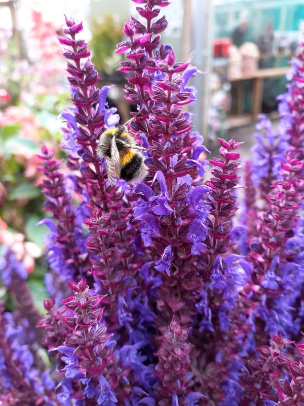 Salvia_nemorosa_Bumble_Blue_WEB Salvia nemorosa 'Bumble Blue'