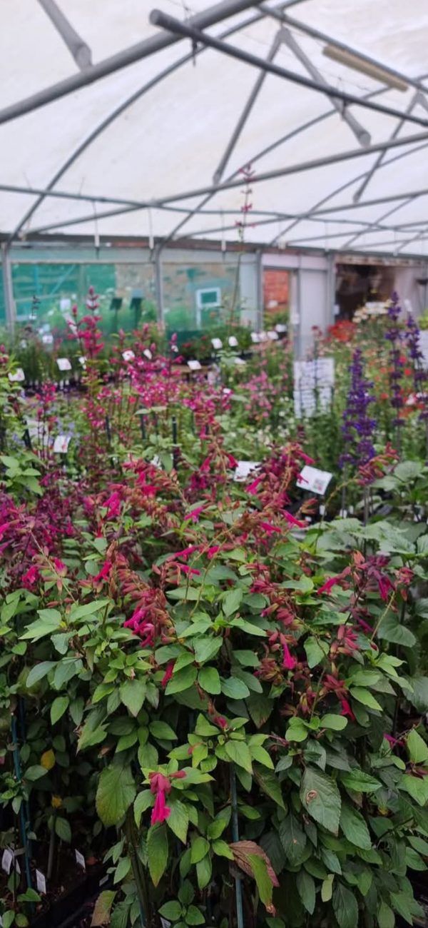 Screenshot_20241222_225133_Gallery