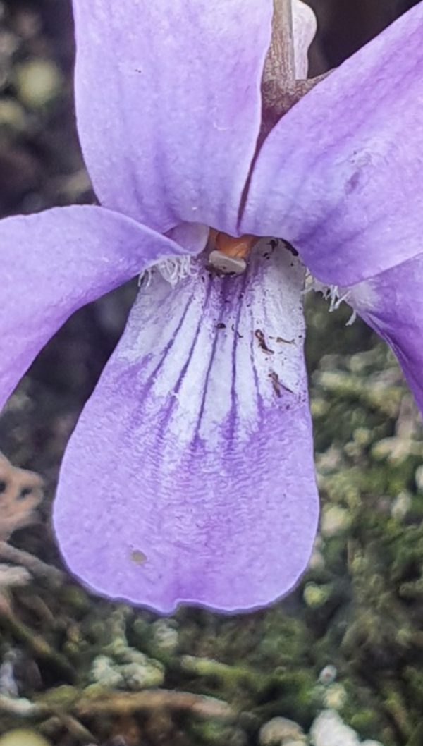 Screenshot_20250408_191736_Chrome