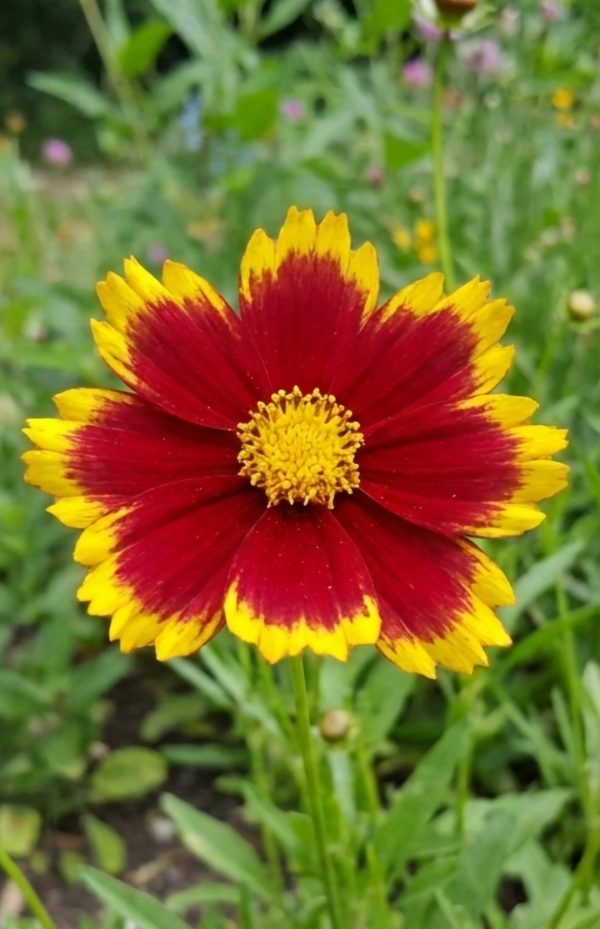 Coreopsis up tick red 2 Coreopsis up tick red 2