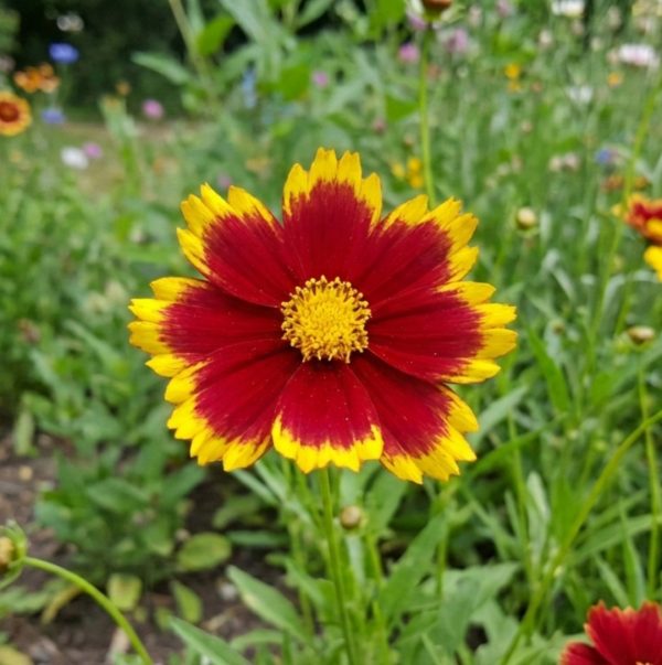 Coreopsis up tick red 3 Coreopsis up tick red 3