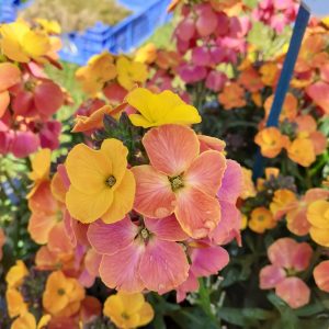 Erysimum 'Spring Breeze Sunset'