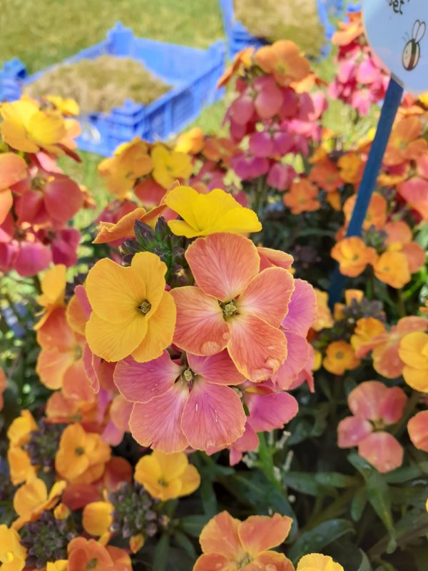 Erysimum 'Spring Breeze Sunset'